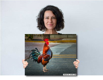 City Cock-a-Doodle-Doo: Rooster Traffic Stop Florida Key West Animal Metal Canvas Print Wall Art Decor