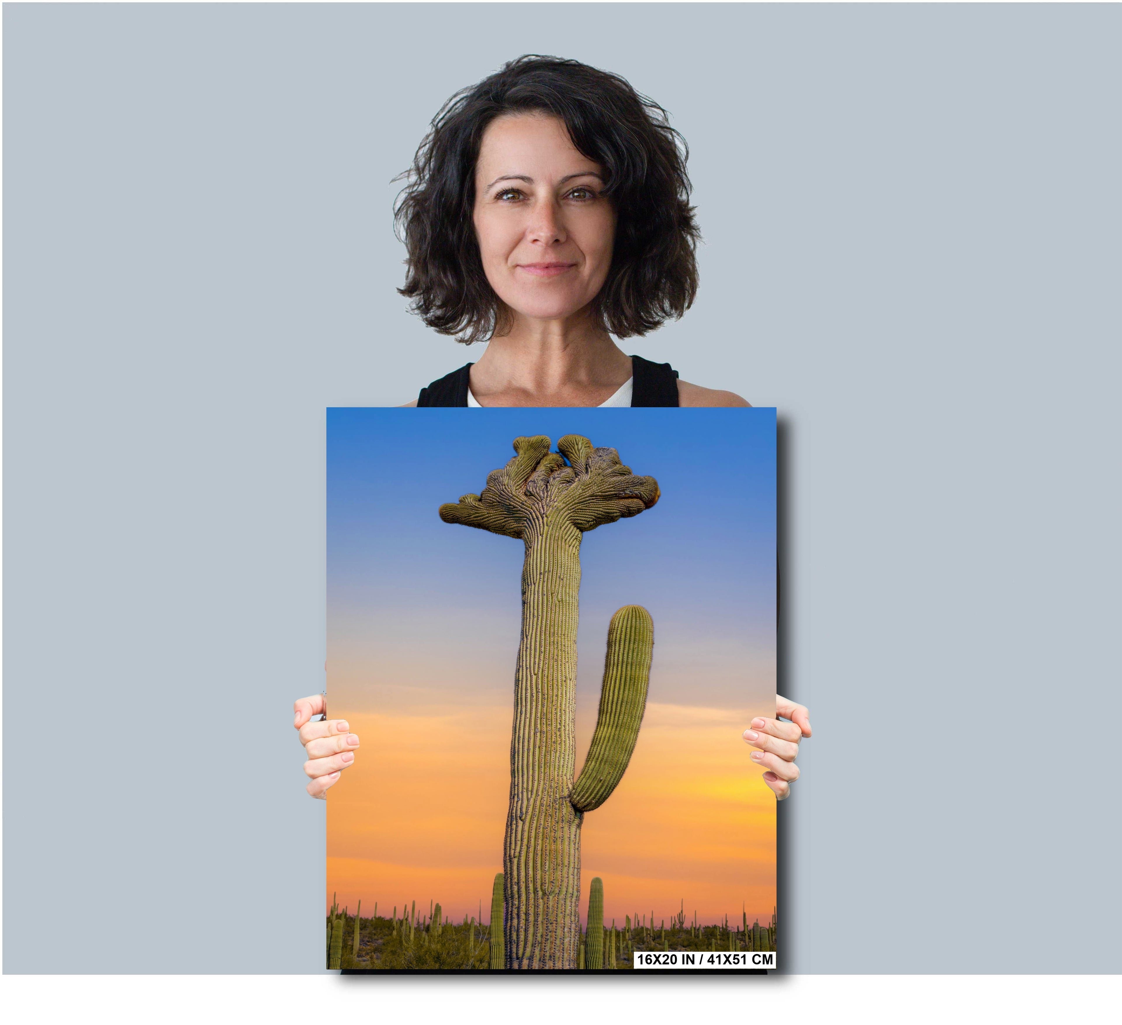 Quirky Crowns: Crested Saguaro Cactus Photography Wall Art