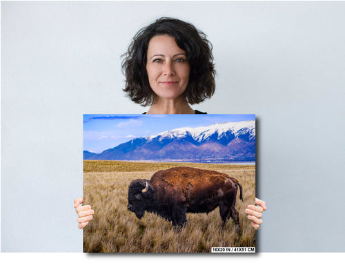 Bison Canvas Art Print: Antelope Island, Utah Wildlife Photography