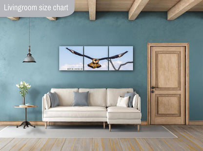 Crested Caracara in Flight: Arizona Desert Wildlife Photography Print