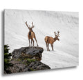 Bull Elk Duo on Summer Snow Rocky Mountain National Park Colorado Photo Print, Alpine Wildlife Wall Art Decor Aluminum/Acrylic/Metal/Canvas