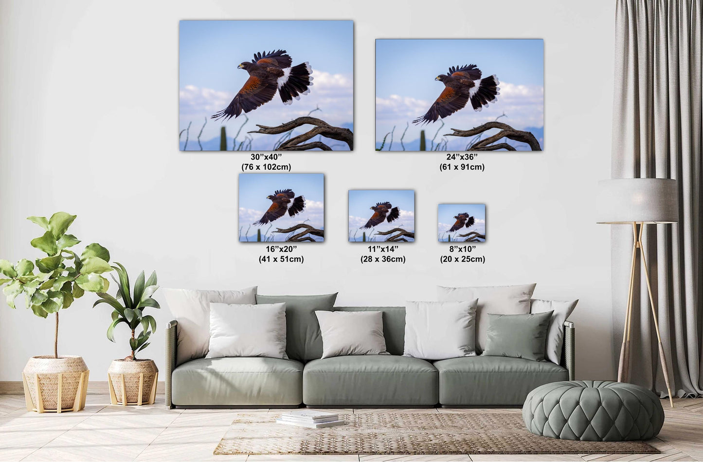 Harris's Hawk Desert Flight Photography: Southwest Wildlife Art Print