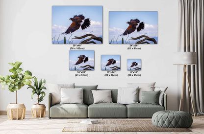 Harris's Hawk Desert Flight Photography: Southwest Wildlife Art Print