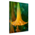 Golden Bell: Angel's Trumpet Flower Botanical Floral Photography Wall Art