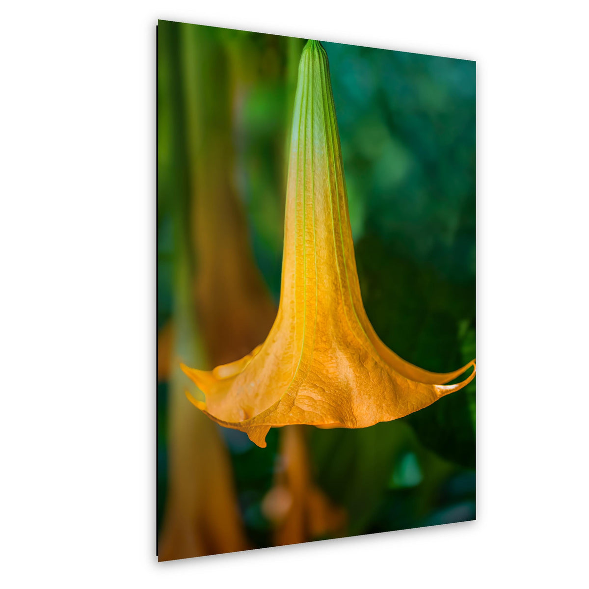 Golden Bell: Angel's Trumpet Flower Botanical Floral Photography Wall Art