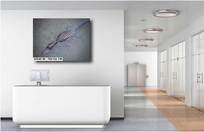 Eyes of the Everglades: Above an Alligator During Light Rain in Everglades National Park Florida Print Wall Art Aluminum/Metal/Canvas