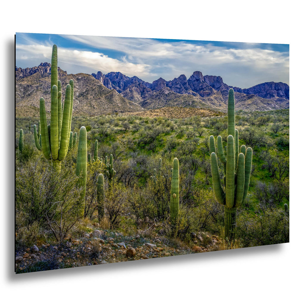 Sonoran Desert Landscape with Saguaros and Mountain Ridge - Tucson Arizona Photography Print