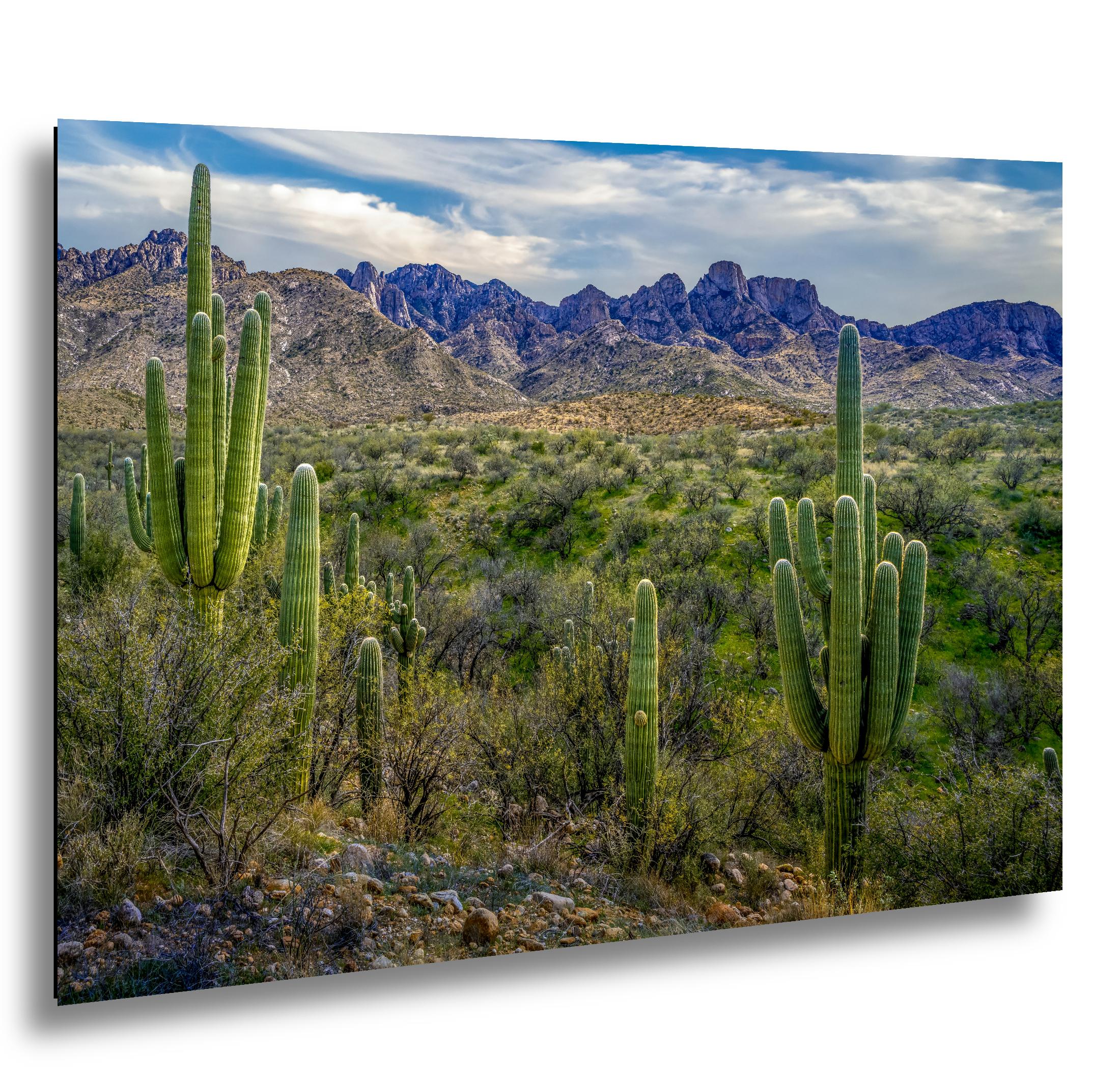 Sonoran Desert Landscape with Saguaros and Mountain Ridge - Tucson Arizona Photography Print