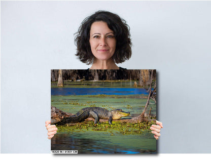 Abbeville's American Alligator: American Alligator Wildlife Print Abbeville Louisiana Animal Wall Art Aluminum/Acrylic/Metal/Canvas
