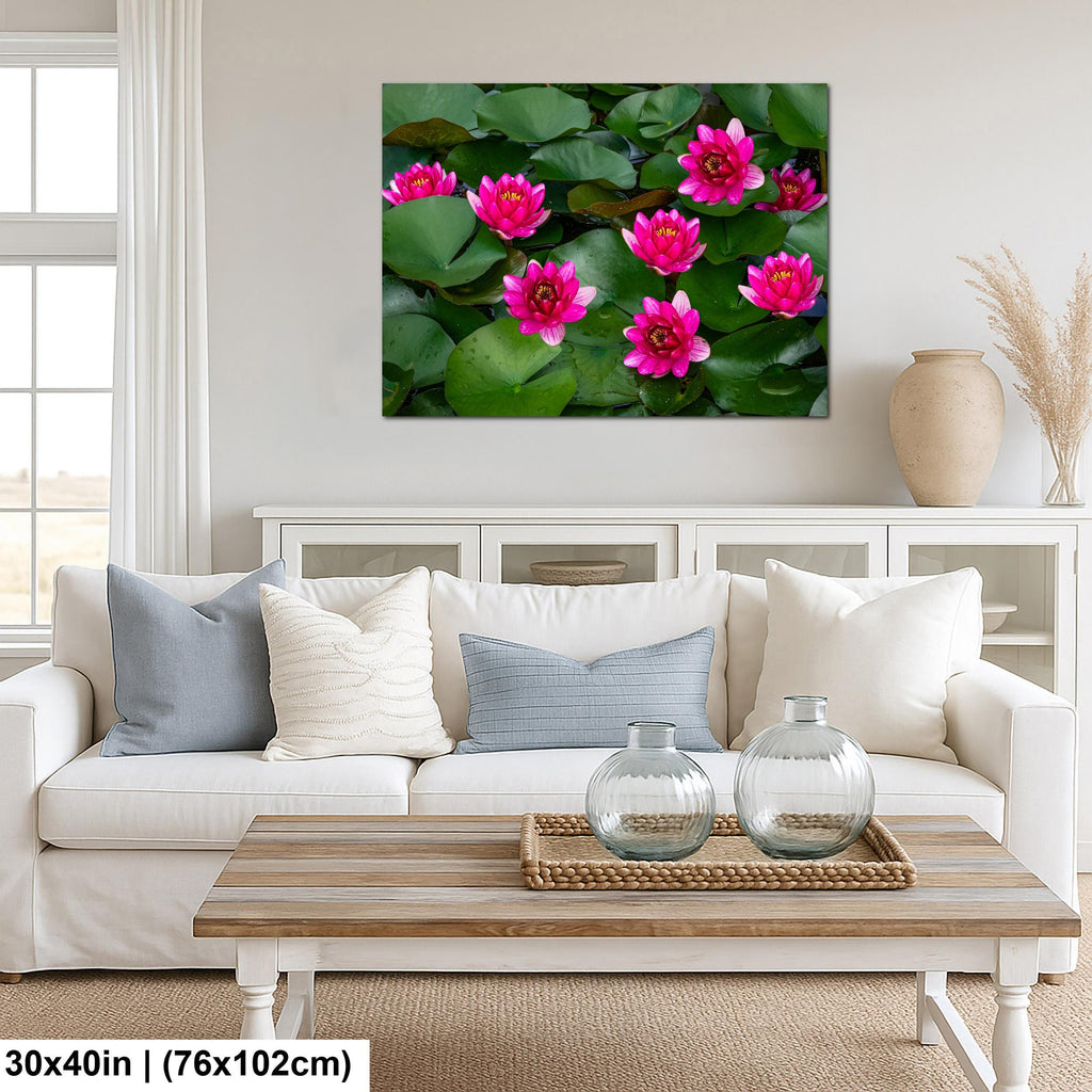 Magenta Blooms: Nymphaea Water Lilies Botanical Photography Wall Art
