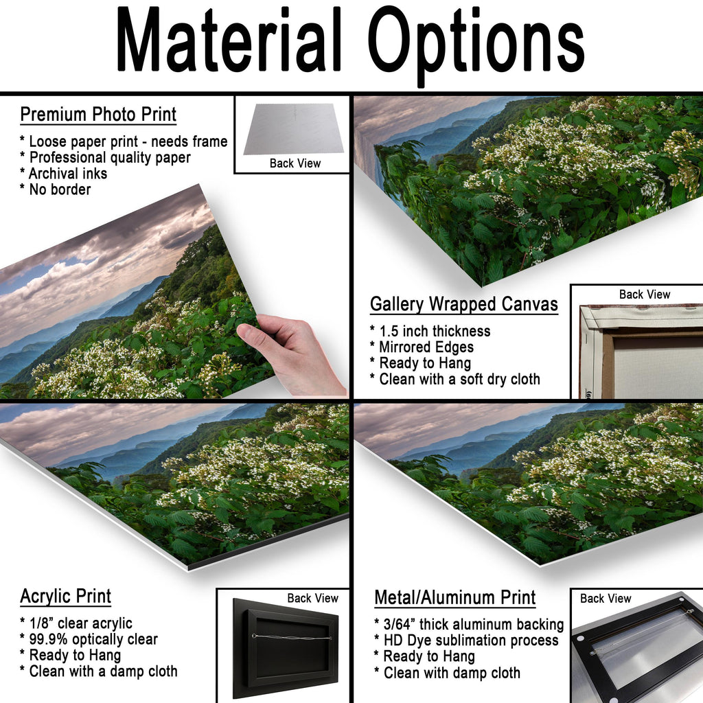 Mountain Meadow: Wildflowers Great Smoky Mountains Tennessee Photo Wall Art