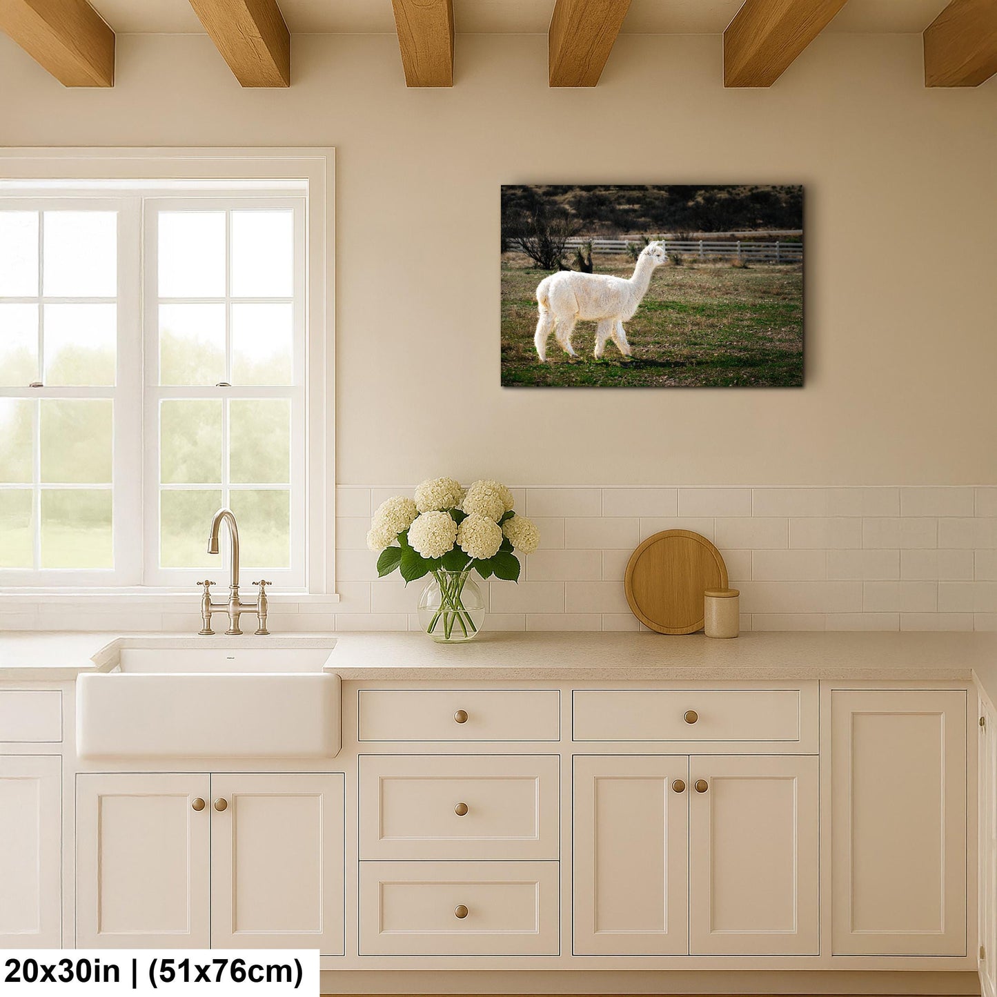 White Alpaca Walking in Pasture - South American Camelid Photography Print