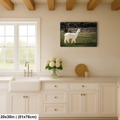 White Alpaca Walking in Pasture - South American Camelid Photography Print