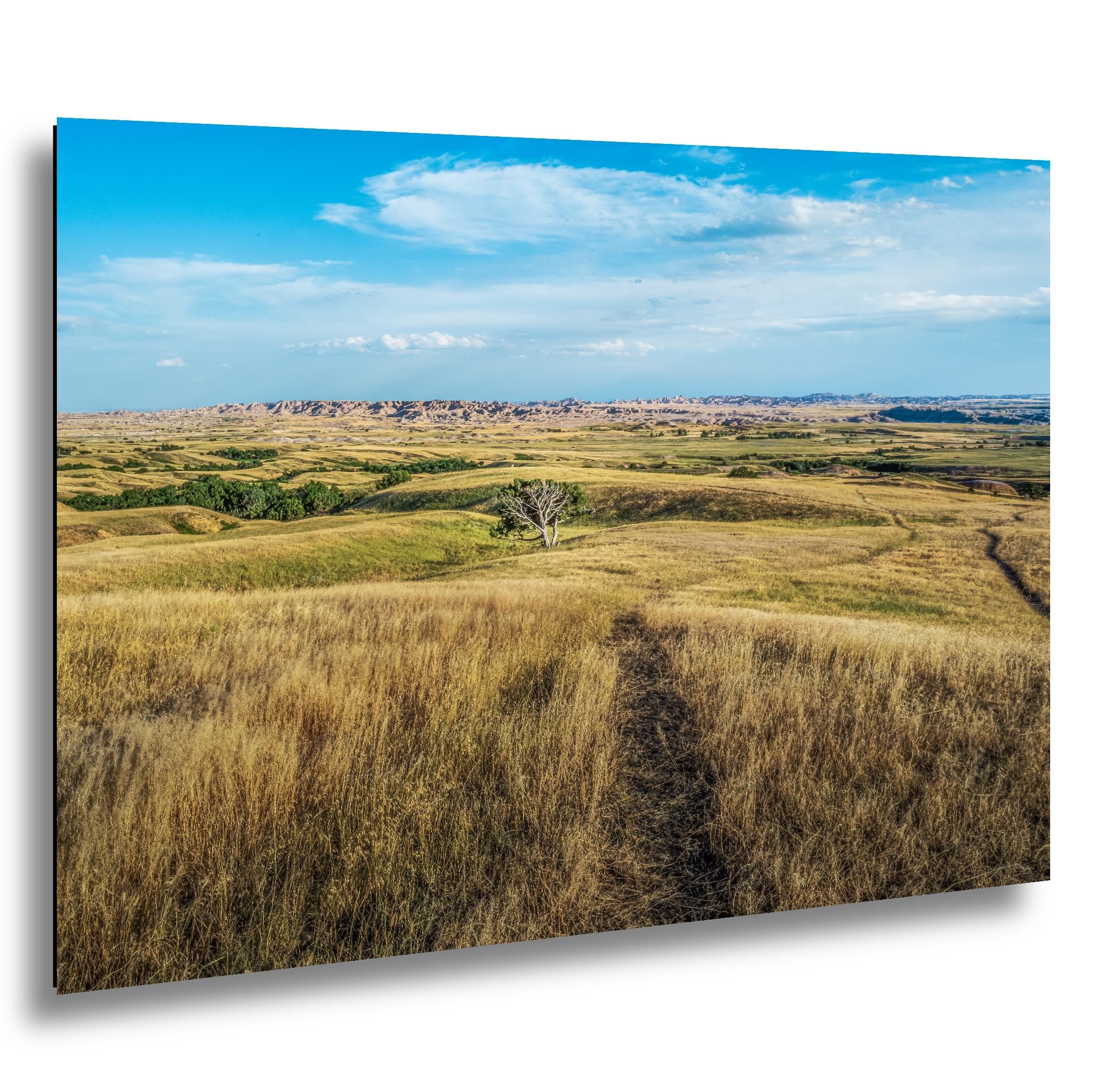 Solitary Prairie Tree Badlands National Park South Dakota Photography Print, Lone Tree Golden Grasslands Wall Art
