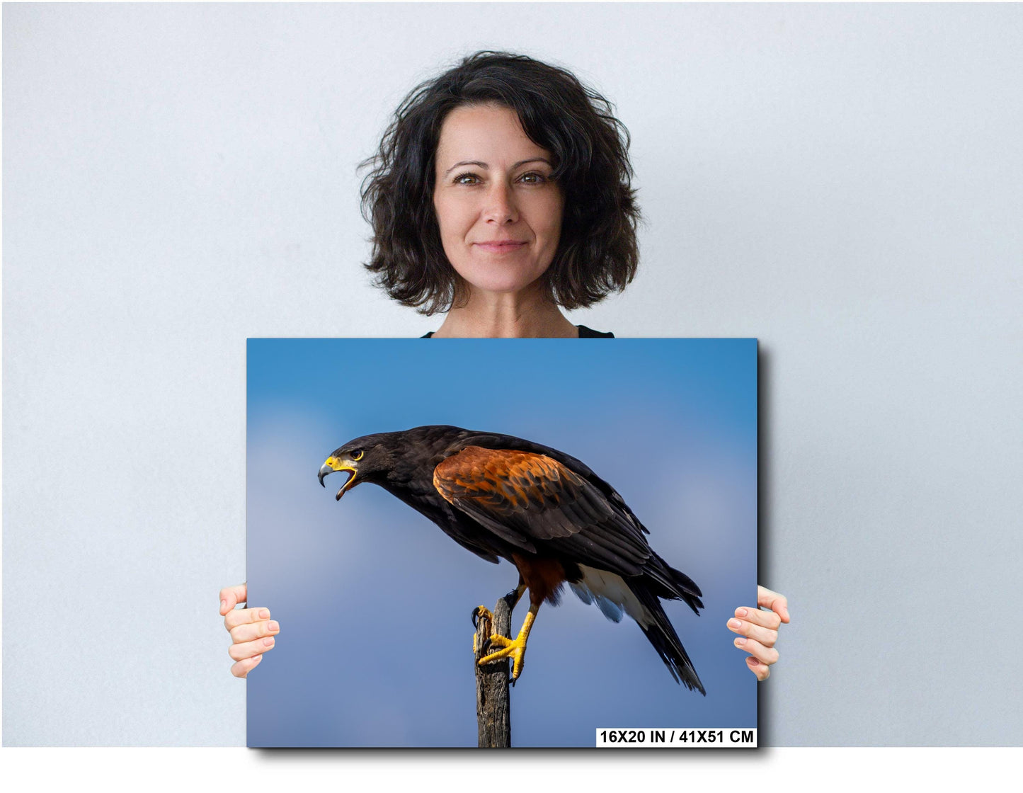 Harris's Hawk Desert Photography Print: Arizona Wildlife Art