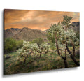 Cholla Cactus at Sunset in Catalina State Park Tucson Arizona Photography Print