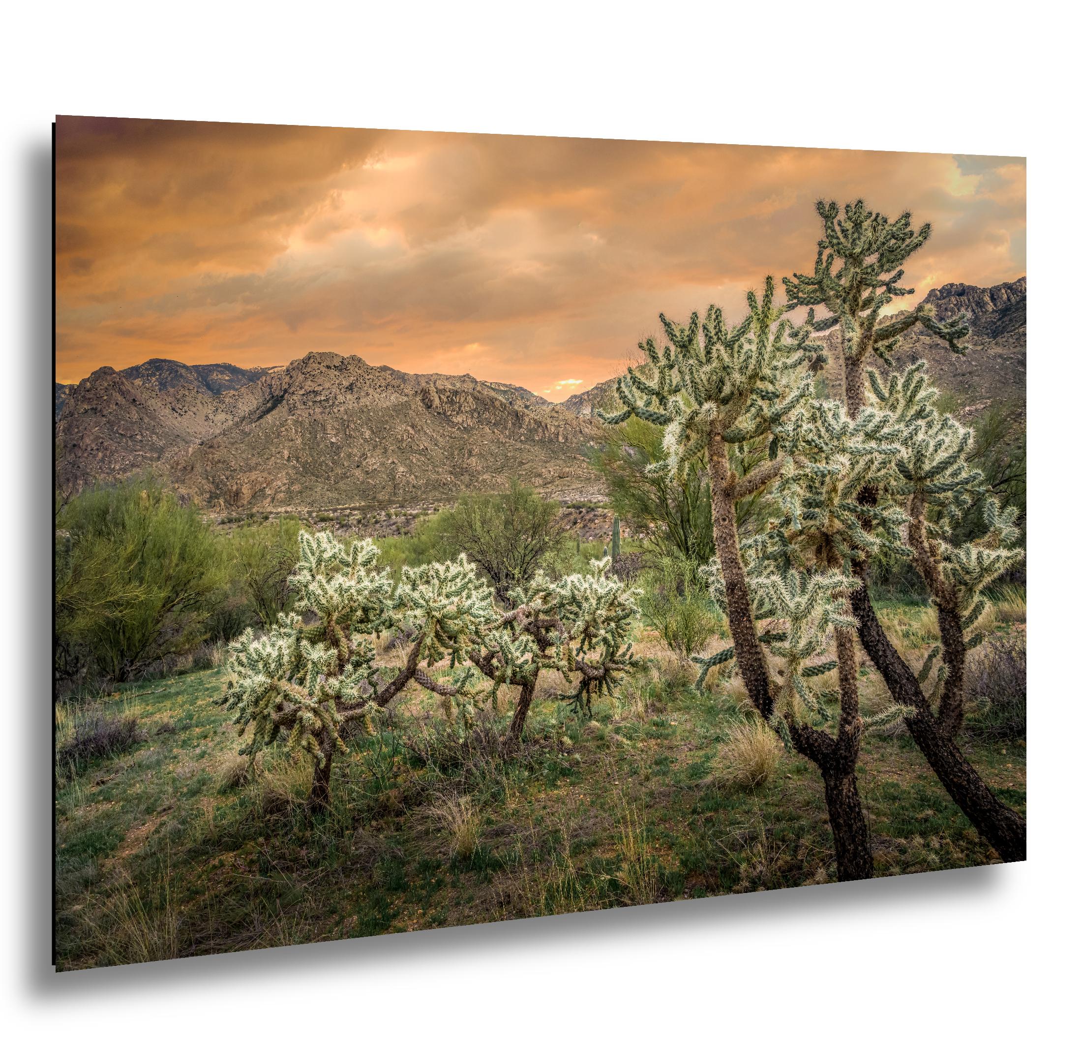 Cholla Cactus at Sunset in Catalina State Park Tucson Arizona Photography Print