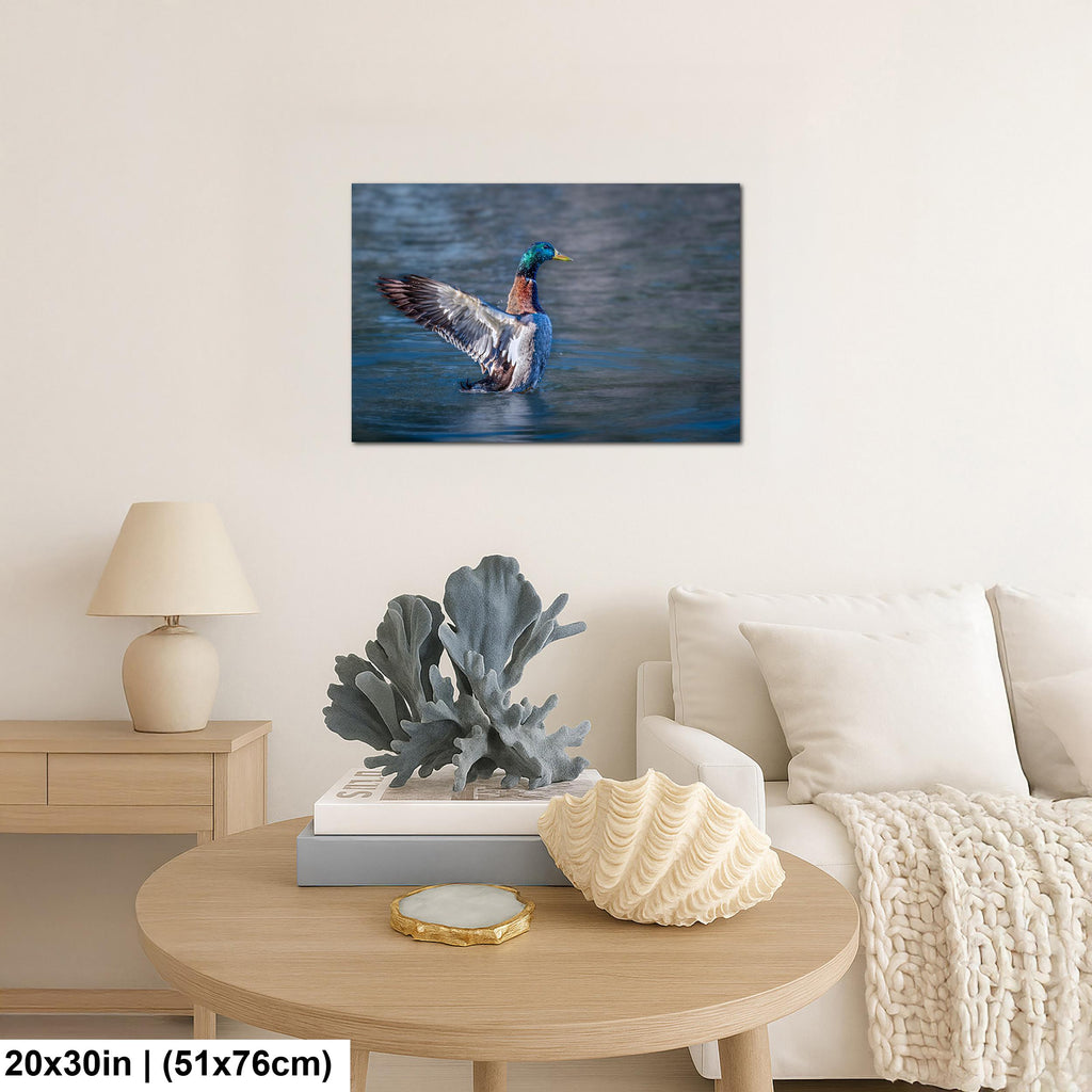 Winged Display: Mallard Duck Tucson Arizona Photography Wall Art