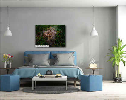 Burrowing Owl with Unblinking Eyes in Cape Coral’s Green Haven The Americas Print Wall Art Photography Aluminum/Acrylic/Metal/Canvas
