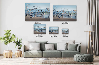 Seagulls of Anna Maria Island Beach, Florida Print Wall Art Bird Wildlife Photography Aluminum/Acrylic/Metal/Canvas Coastal Seascape Decor