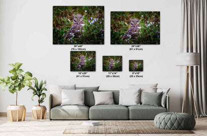 Burrowing Owl Amid Blossoms and Grass – Cape Coral’s Feathered Star The Americas Print Wall Art Photography Aluminum/Acrylic/Metal/Canvas