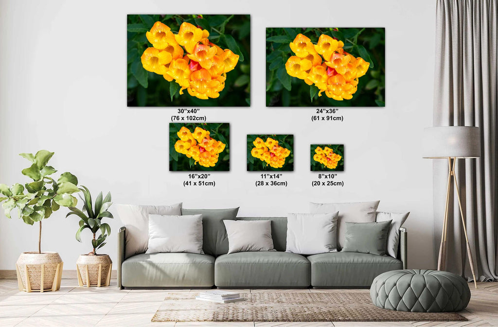 Yellow Bells Flower Print: Tucson Botanical Photography, Arizona Nature Art