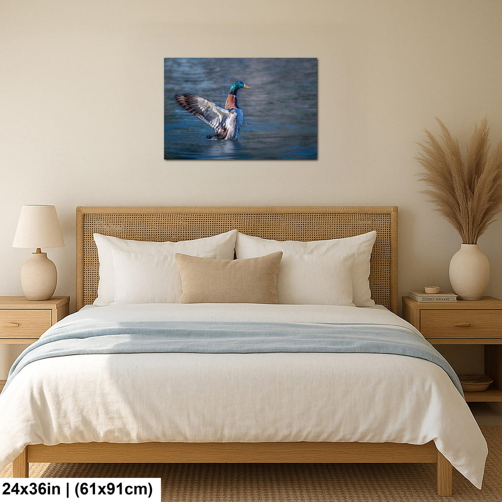 Winged Display: Mallard Duck Tucson Arizona Photography Wall Art