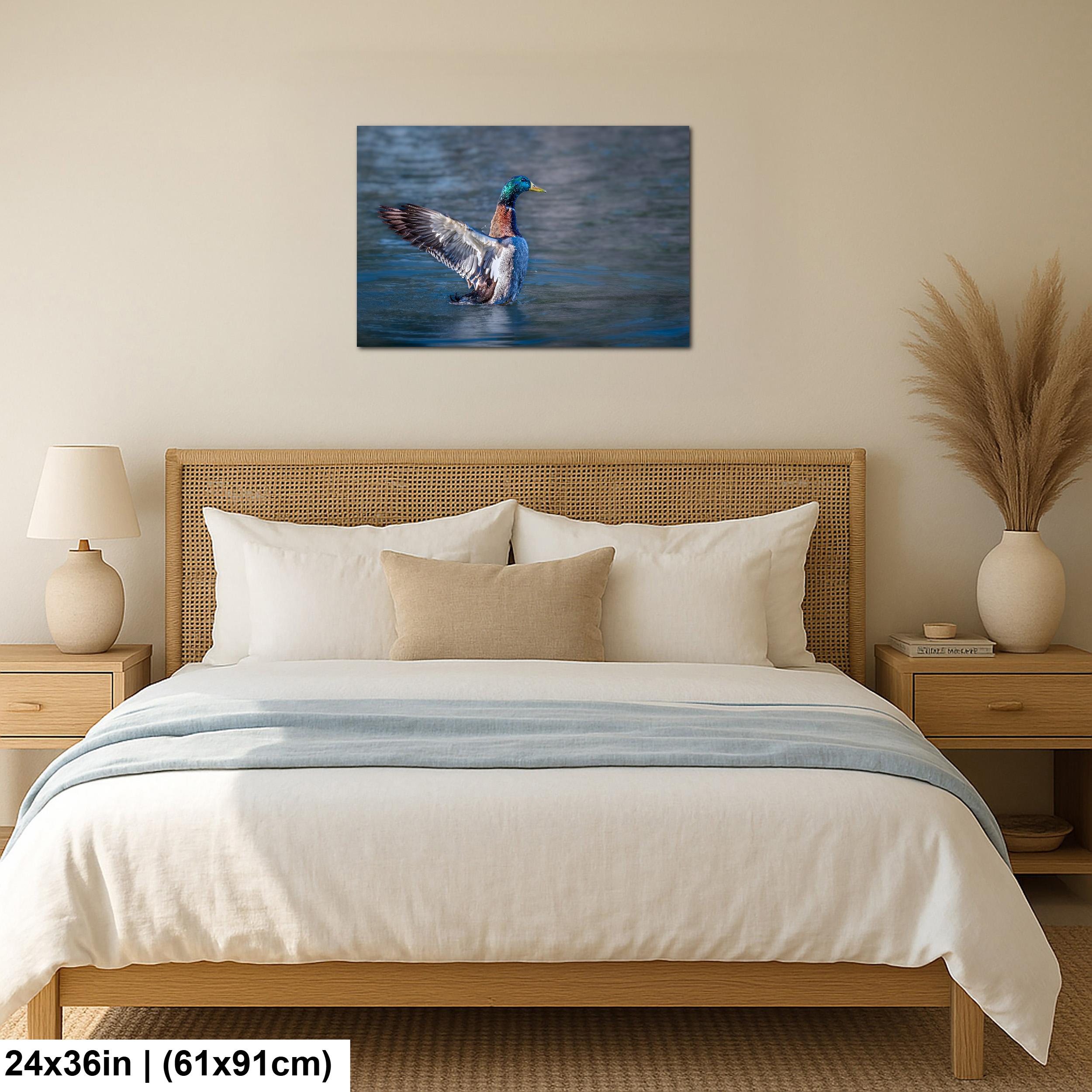 Winged Display: Mallard Duck Tucson Arizona Photography Wall Art
