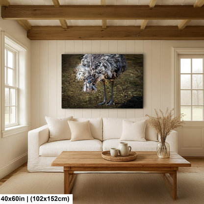 Emu Wildlife Portrait with Textured Feathers - Benson Arizona Photography Print