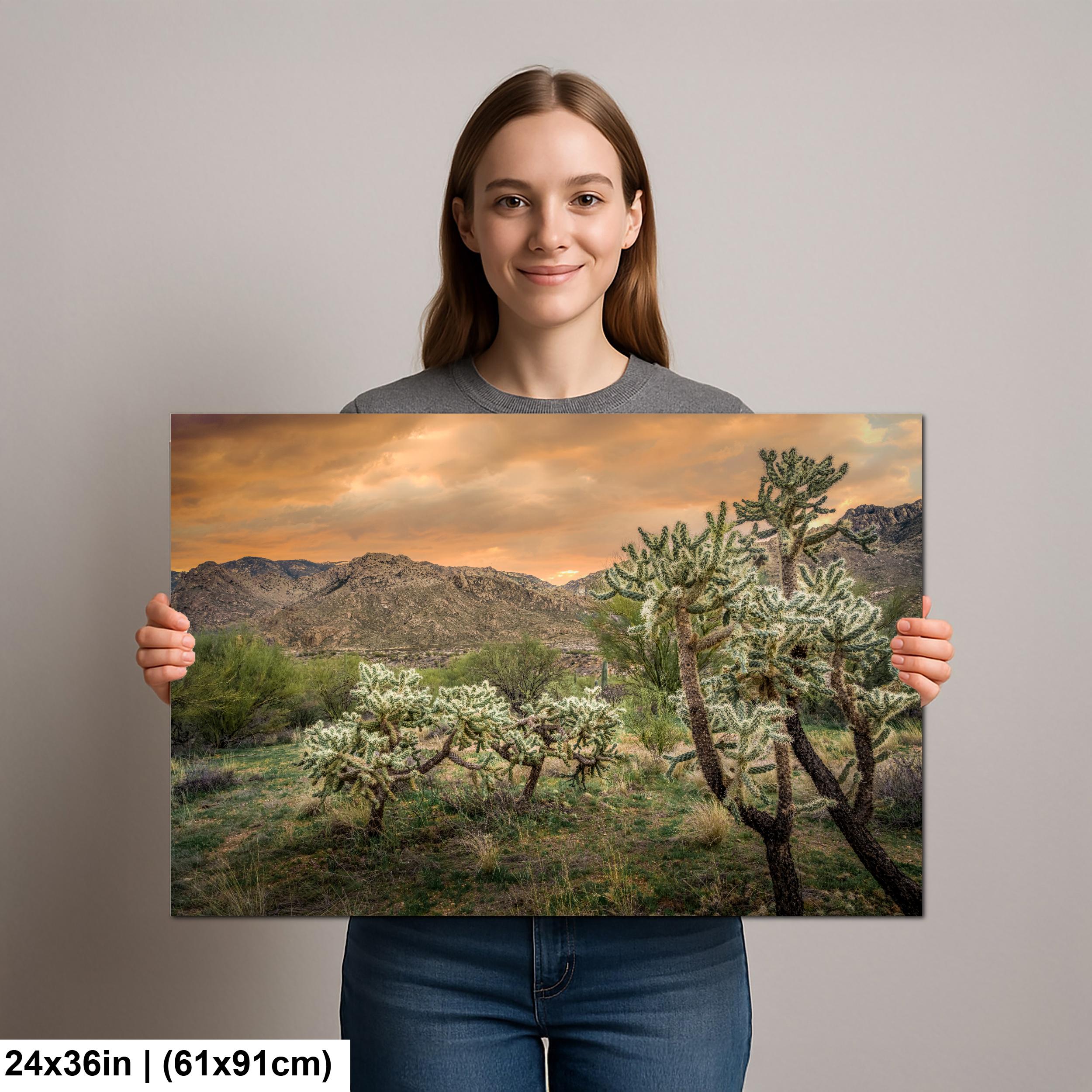 Cholla Cactus at Sunset in Catalina State Park Tucson Arizona Photography Print