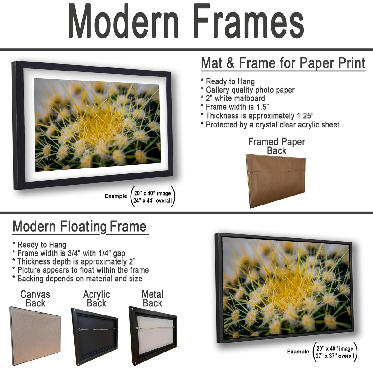 Golden Barrel Cactus: Yellow Spines Macro Botanical Photography Wall Art