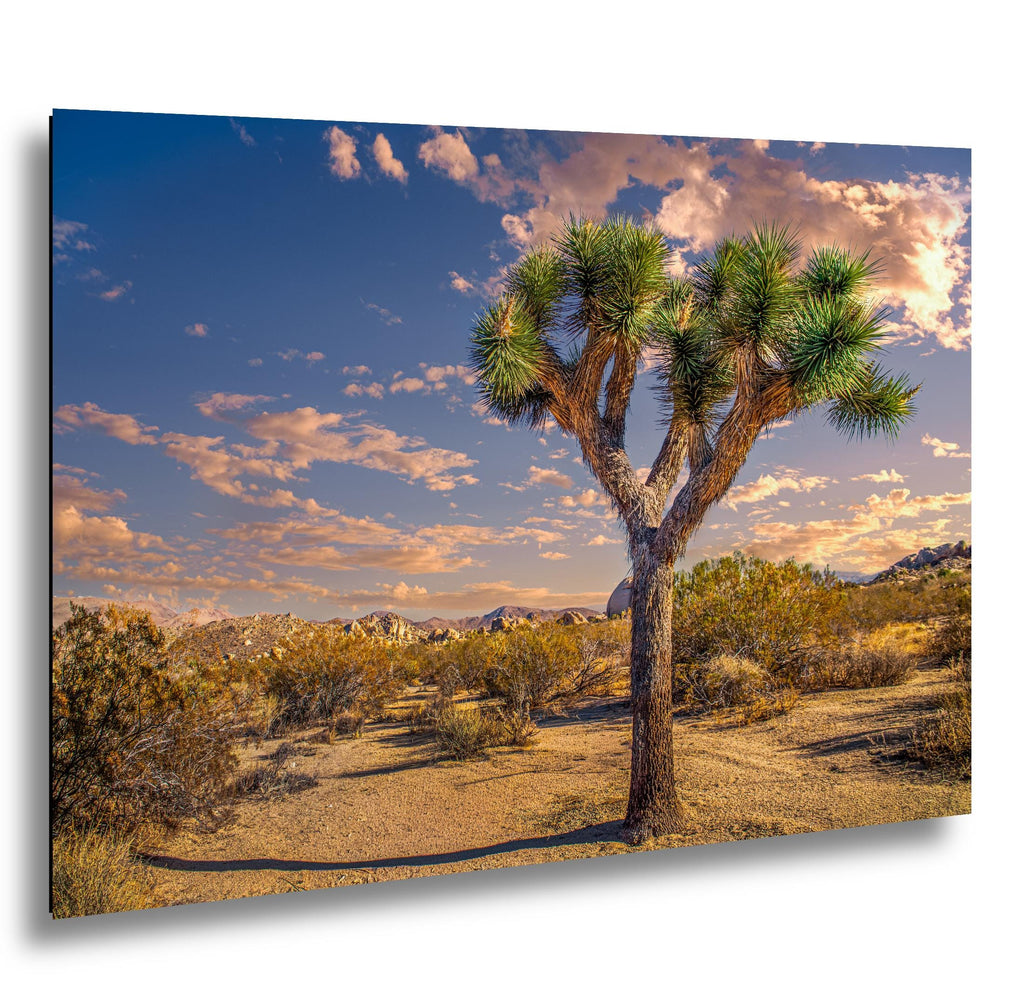 Desert Icon: Joshua Tree National Park California Landscape Photo Wall Art