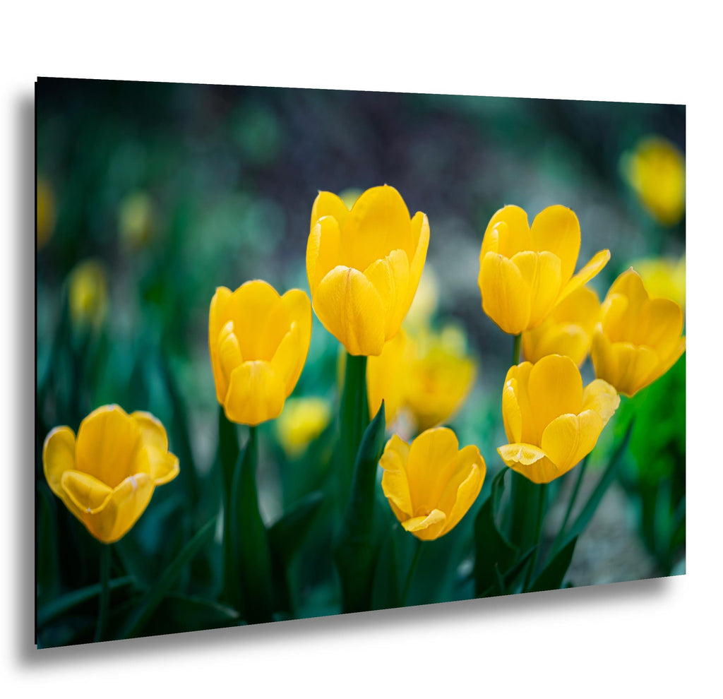 Sunlit Blooms: Yellow Tulip Flower Photography Botanical Floral Wall Art