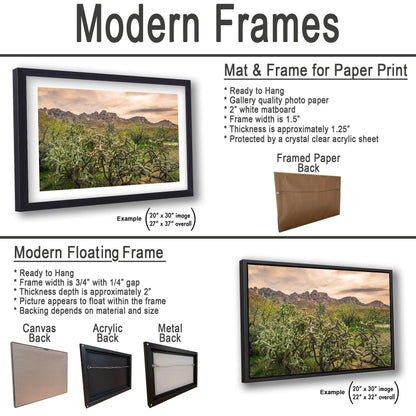 Catalina State Park Blooming Cholla - Tucson Arizona Desert Mountains Photography Print