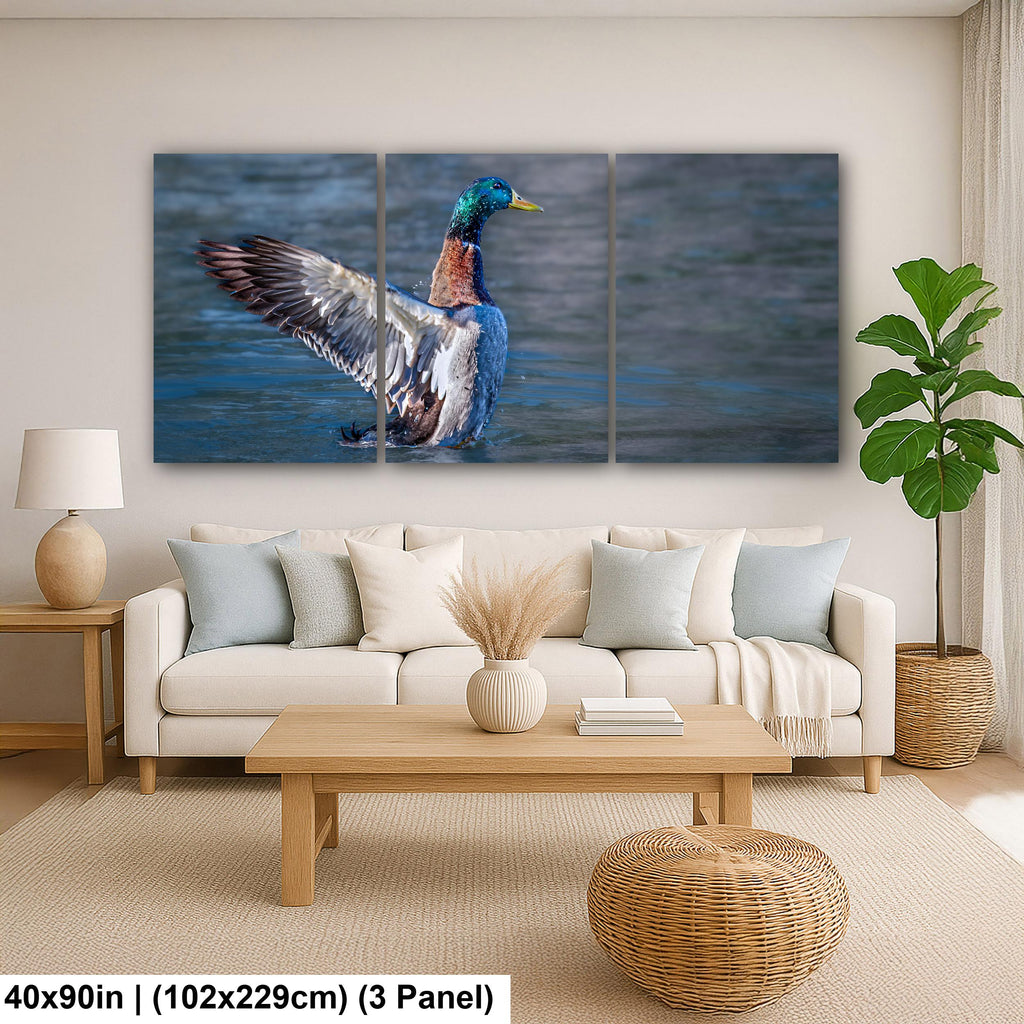 Winged Display: Mallard Duck Tucson Arizona Photography Wall Art