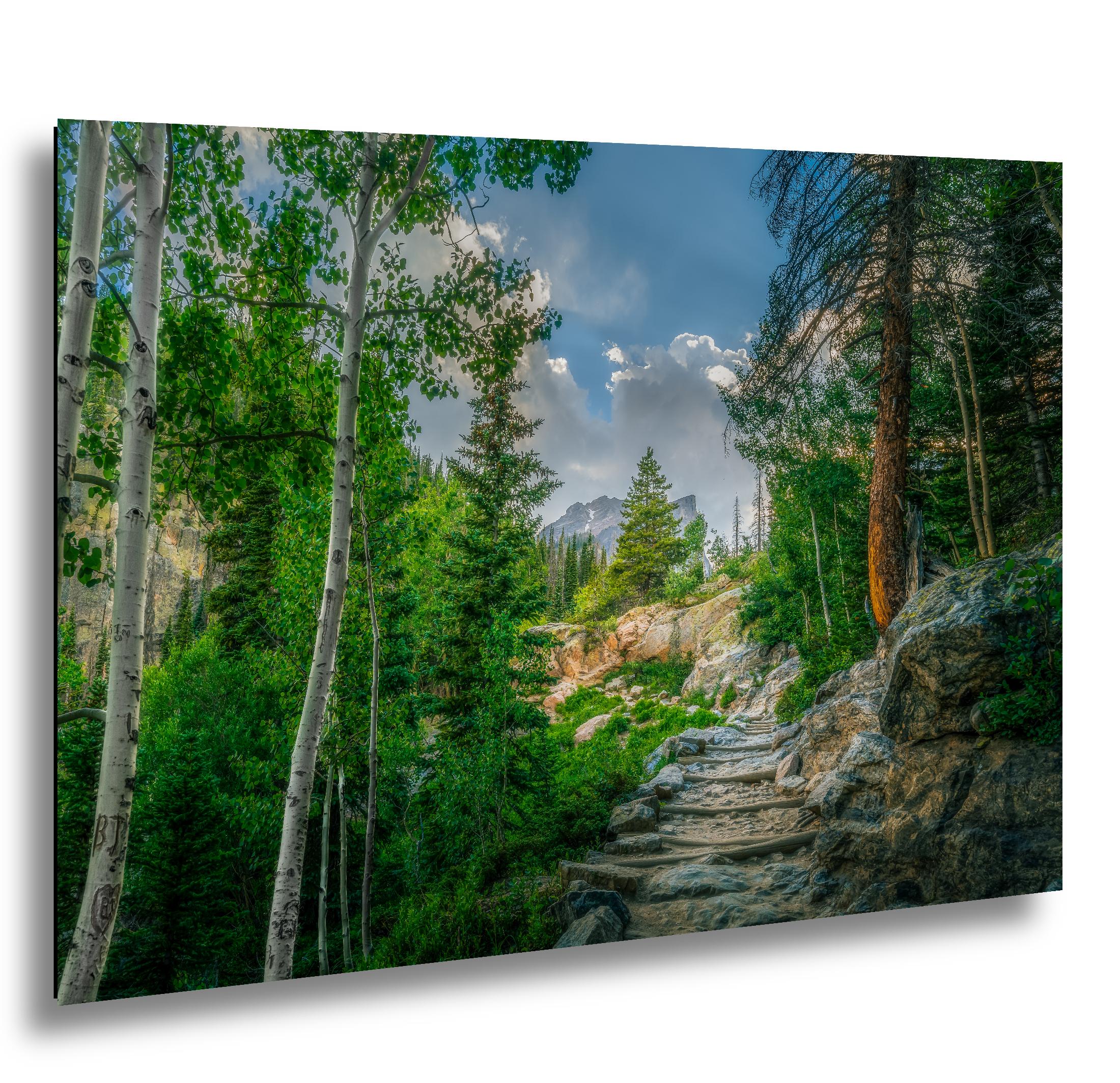 Rocky Mountain National Park Colorado Mountain Forest Trail Aspens Photography Print