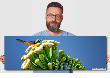 Arizona Desert Songbird: Hooded Oriole on Saguaro Cactus Flower Top Wall Art Print Aluminum/Acrylic/Metal/Canvas Bird Nature Photography