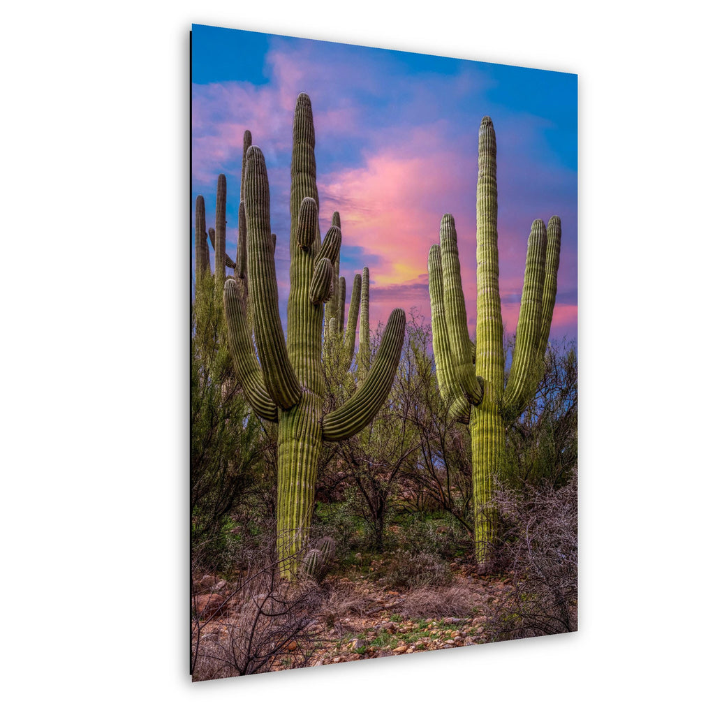 Towering Saguaros at Sunset, Catalina State Park Arizona Desert Photography Wall Art