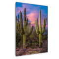 Towering Saguaros at Sunset, Catalina State Park Arizona Desert Photography Wall Art