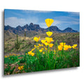 Arizona Poppies in Bloom with Saguaros and Mountains - Catalina State Park Tucson Photography Print