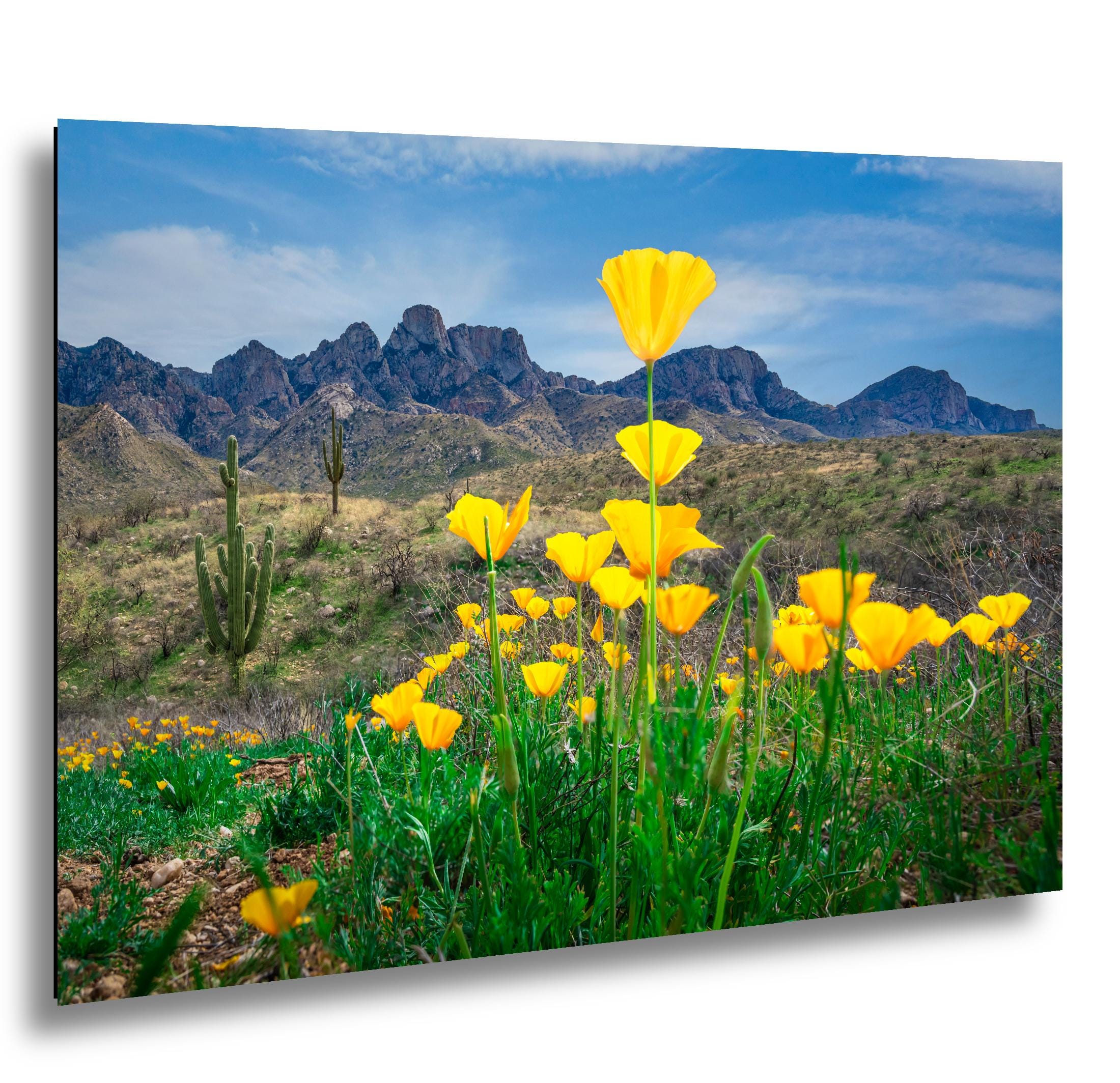 Arizona Poppies in Bloom with Saguaros and Mountains - Catalina State Park Tucson Photography Print