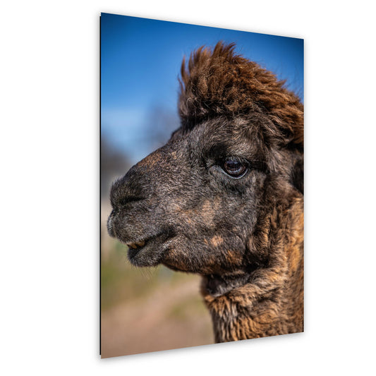 Brown Alpaca Portrait, Tucson Arizona, Photography Print Wall Art