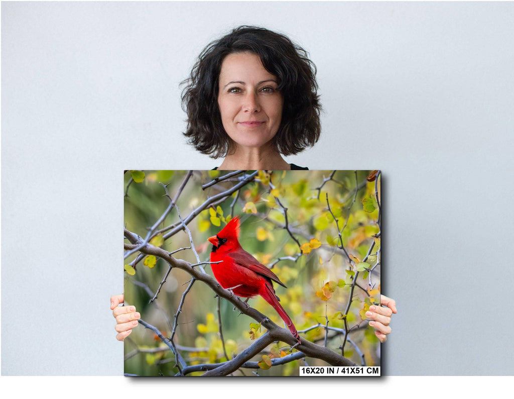 Woman holding a canvas print of a red cardinal bird on a branch with leaves.
