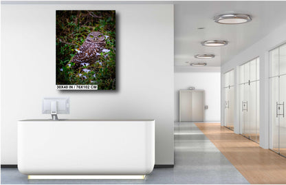 Burrowing Owl in the Wild – A Florida Treasure in Cape Coral Print The Americas Wall Art Photography Aluminum/Acrylic/Metal/Canvas
