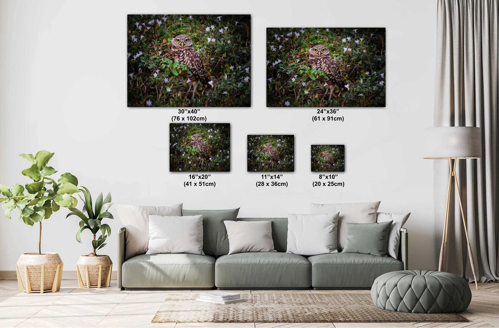 Burrowing Owl Among Flowers – Cape Coral’s Famous Little Watcher The Americas Print Wall Art Photography Aluminum/Acrylic/Metal/Canvas