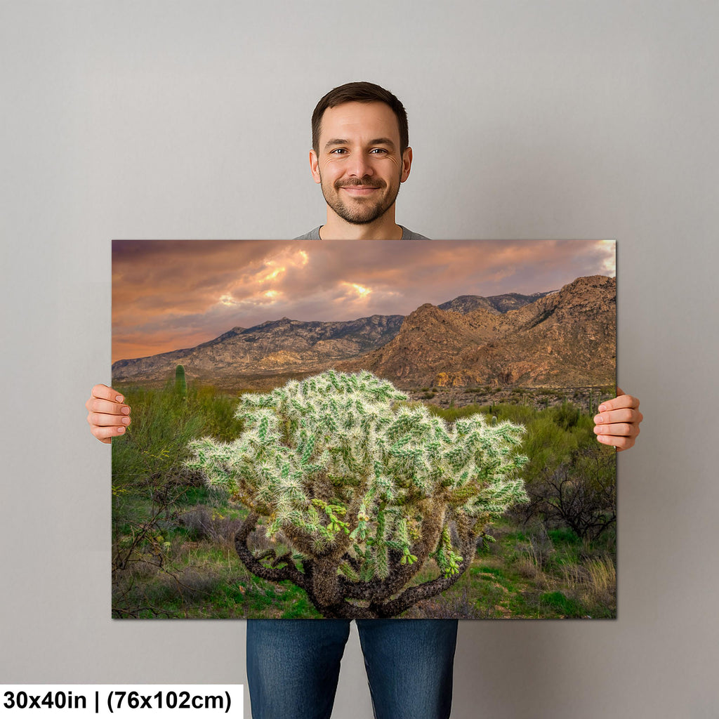Cholla Cactus at Sunset - Catalina State Park Tucson Arizona Photography Print