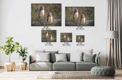 Burrowing Owls Pair Badlands National Park South Dakota Wildlife Photography Print, Wall Art Nature Decor Canvas Metal Acrylic