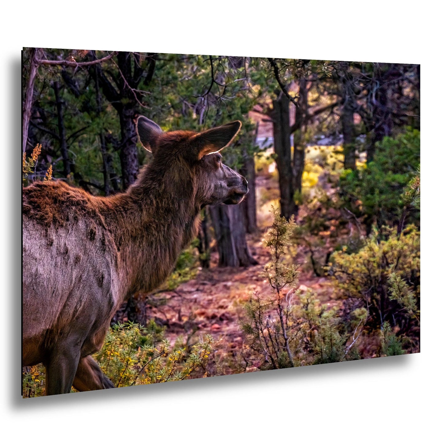 Elk In The Forest, Grand Canyon National Park Arizona, Photography Print Wall Art, Wildlife Nature