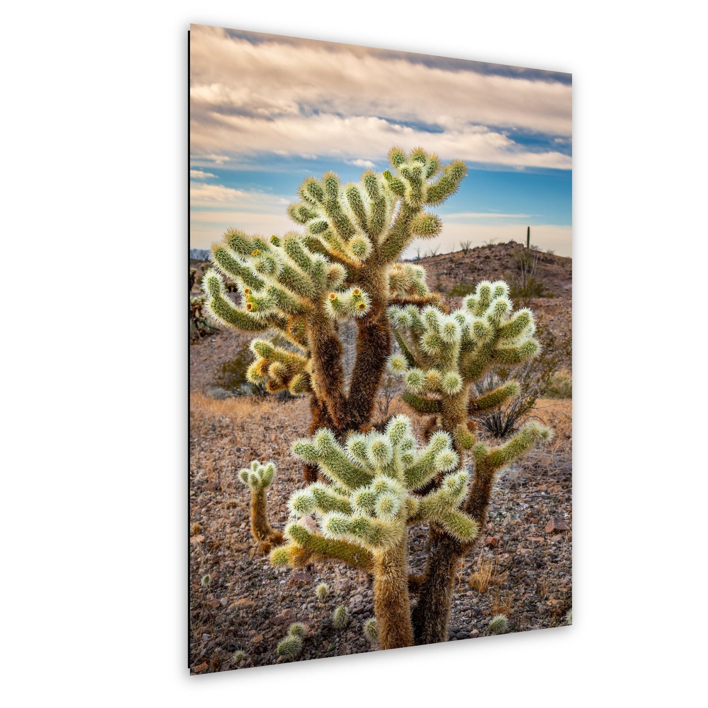 Teddy Bear Cholla Cactus Sonoran Desert Arizona Photography Print, Southwest Desert Wall Art