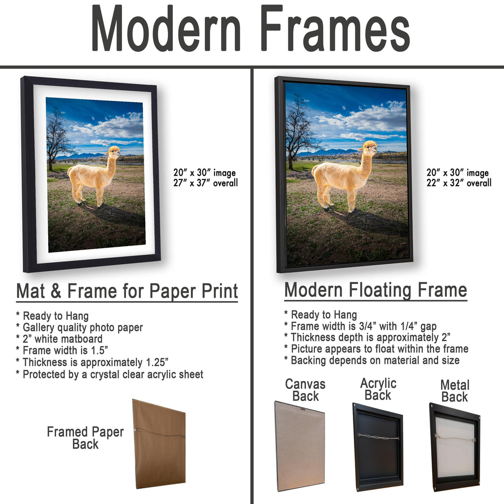 Alpaca Portrait in Mountain Pasture - Benson Arizona Photography Print